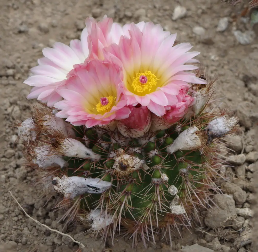 Parodia Herteri