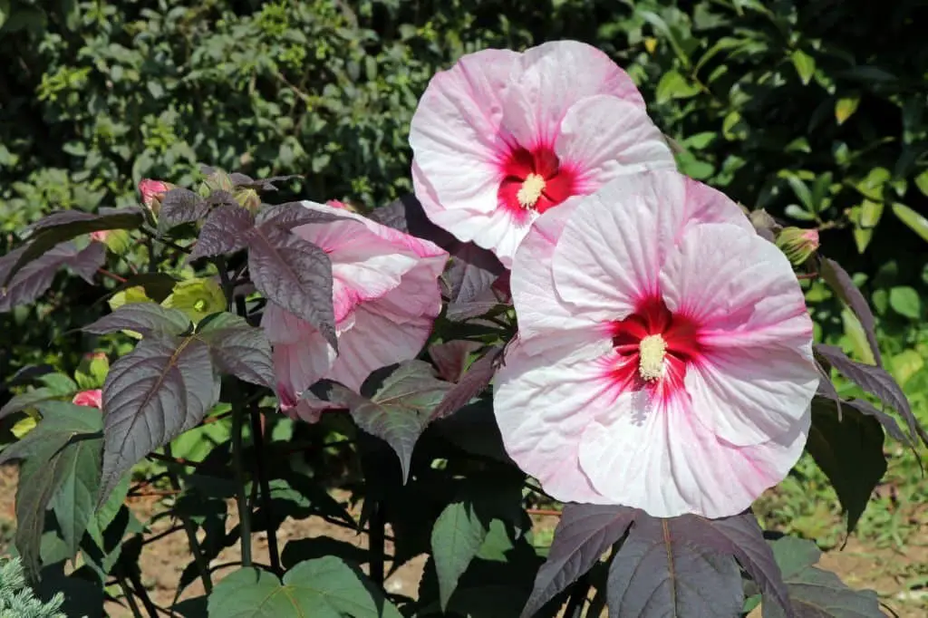 Hibiscus moscheutos (swamp rose mallow)