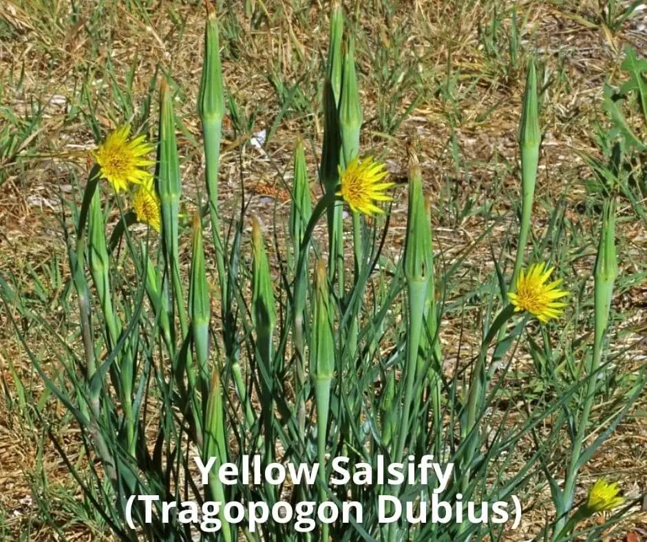 Yellow Salsify (Tragopogon Dubius)