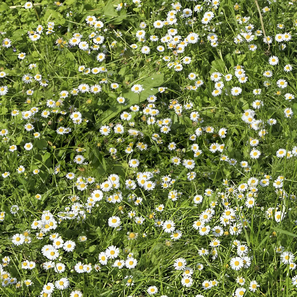 The Chamomile Lawn