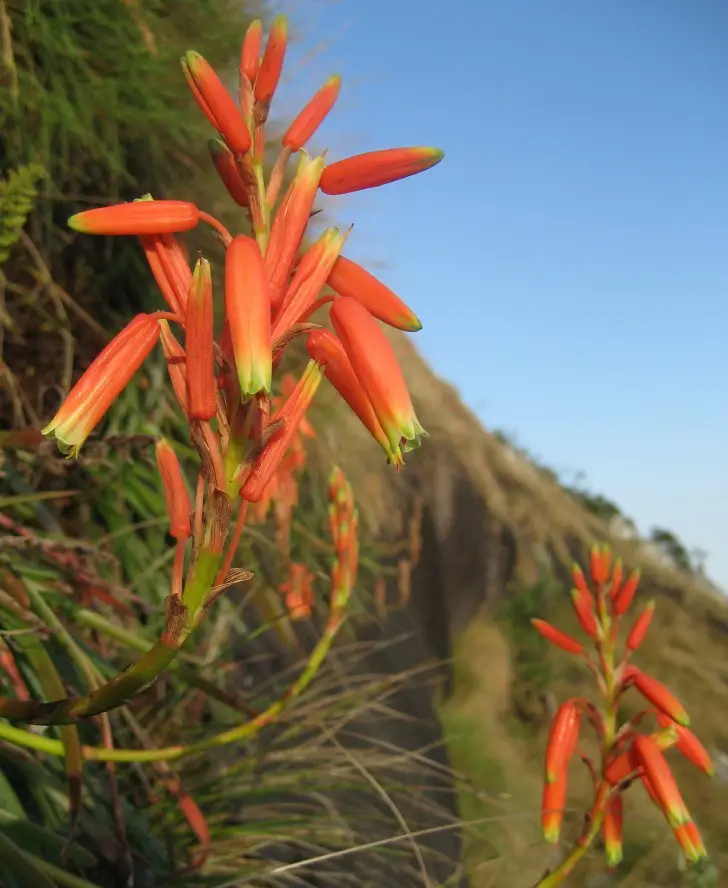 Kimberley’s Rock Aloe (Aloe inyangensis)