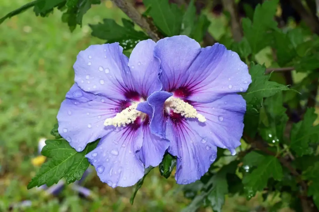 Hibiscus Tree.