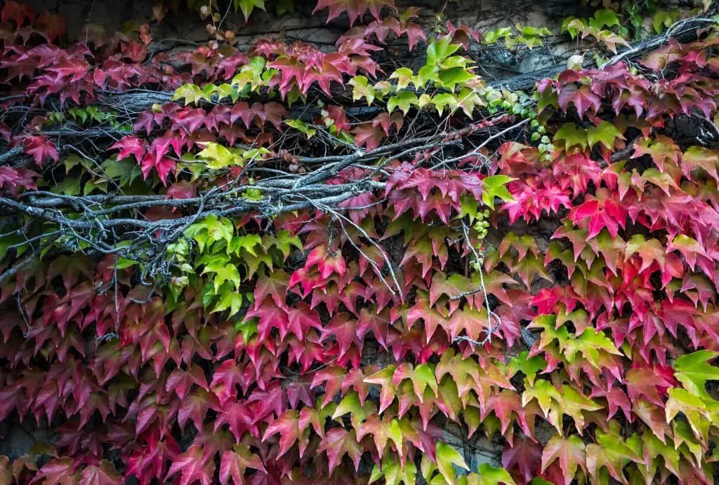 Boston Ivy (Parthenocissus tricuspidata).