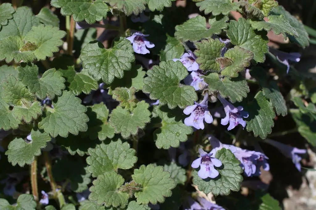 Creeping Charlie or Ground Ivy (Glechoma hederacea).