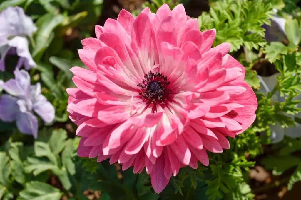 Anemone ‘Pink Double’