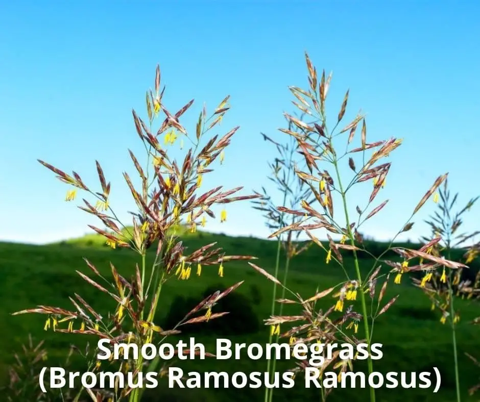 Smooth Bromegrass (Bromus Ramosus Ramosus)