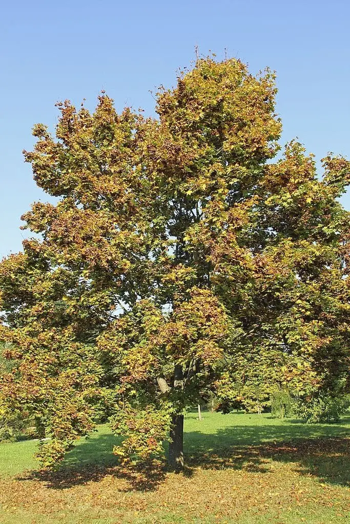 Norway Maple (Acer platanoides)