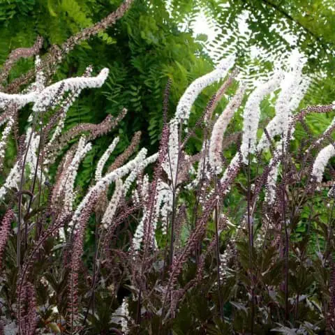 Actaea Simplex ‘Prichard’s Giant’.