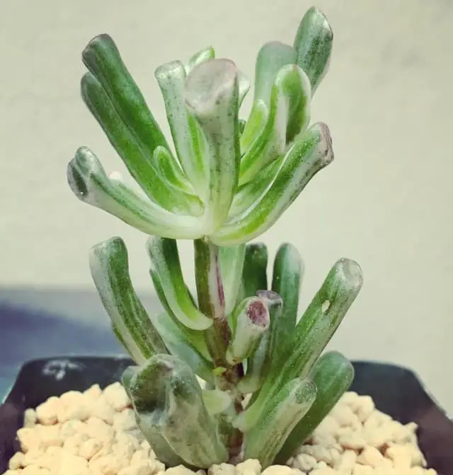 Crassula ovata Gollum Variegata (Variegated Gollum Jade)