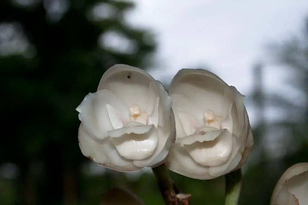 The Dove Orchid (Peristeria elata).