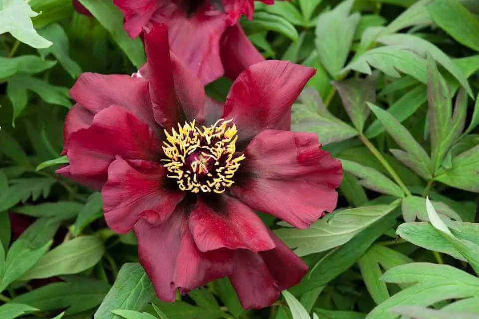 Tree Peony ‘Black Pirate’