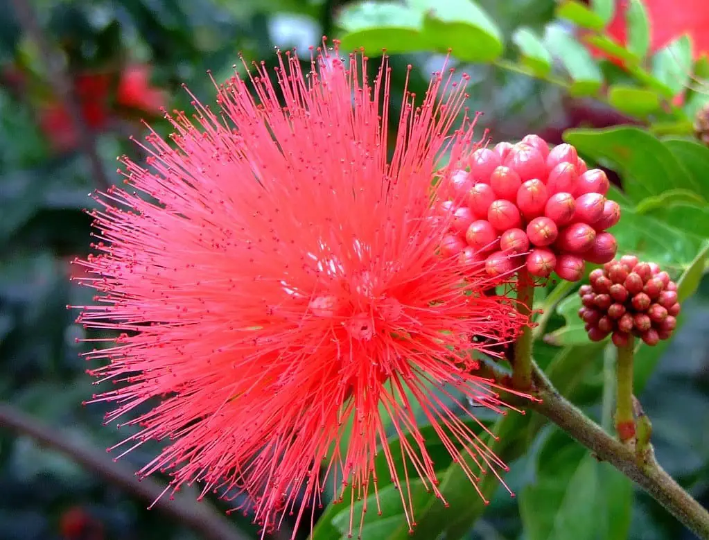 Powder Puff (Calliandra)