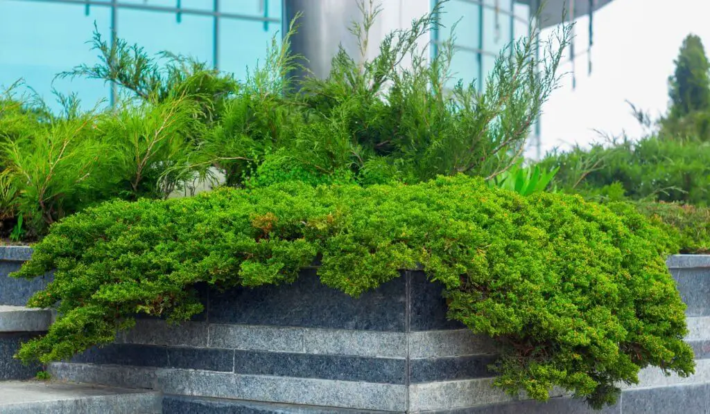 Creeping Juniper (Juniperus horizontalis)