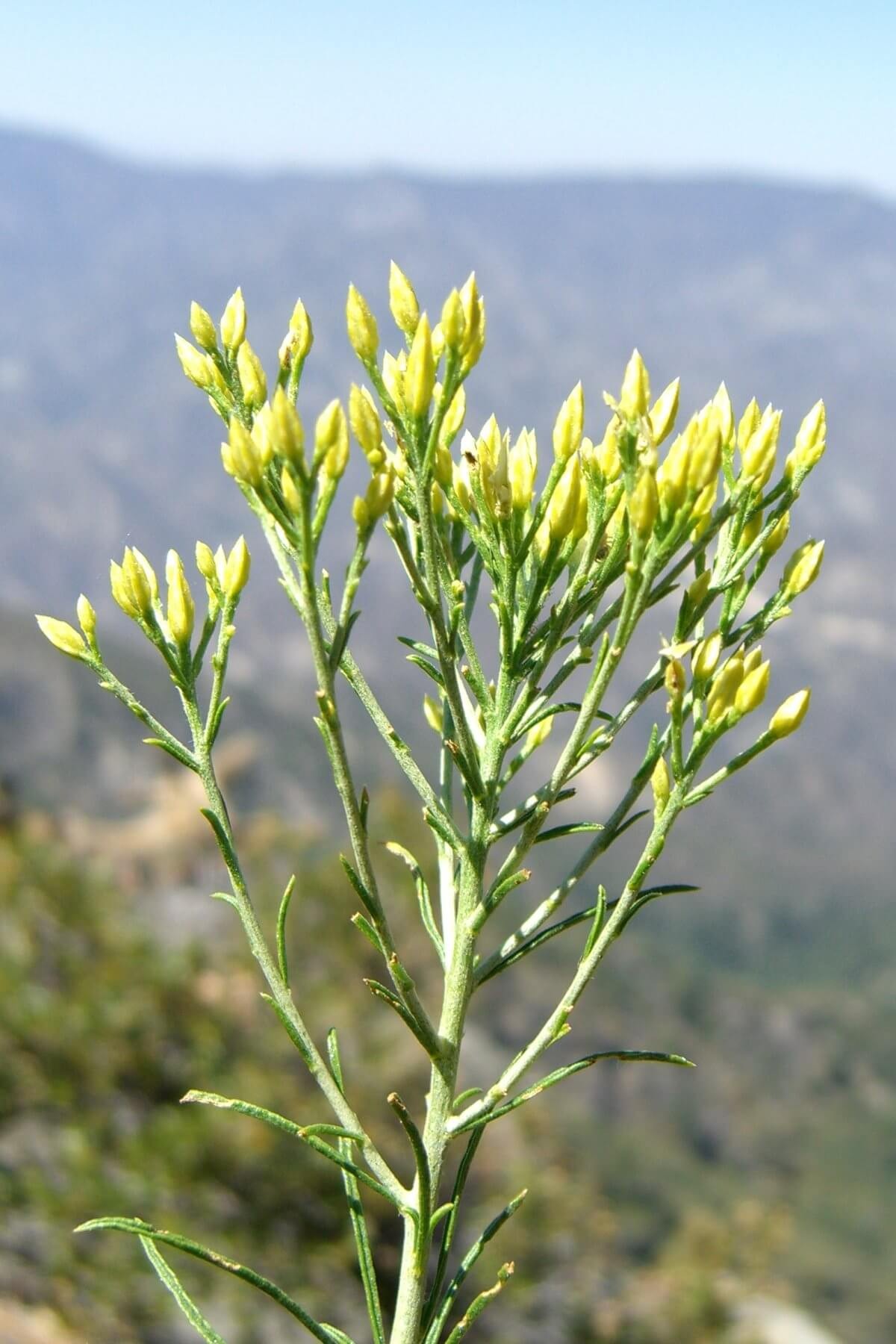 Rubber Rabbitbrush (Ericameria nauseosa)