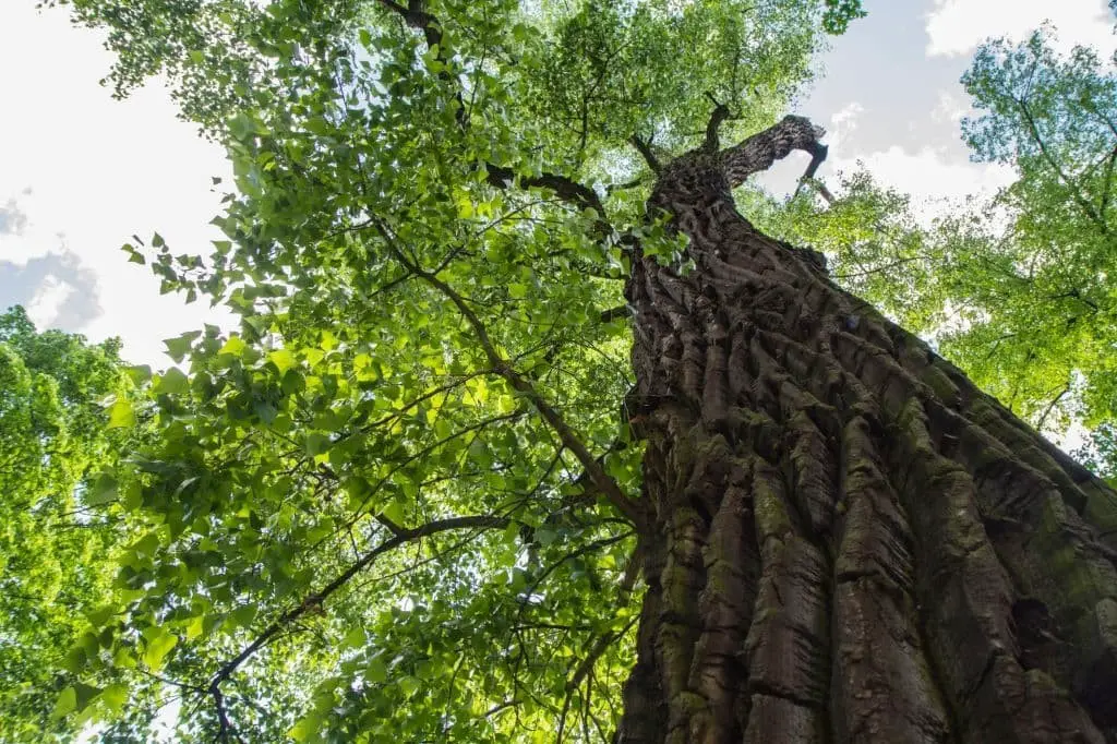 Eastern Cottonwood (Populus deltoides)