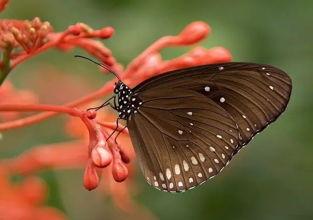 Brown butterfly meaning