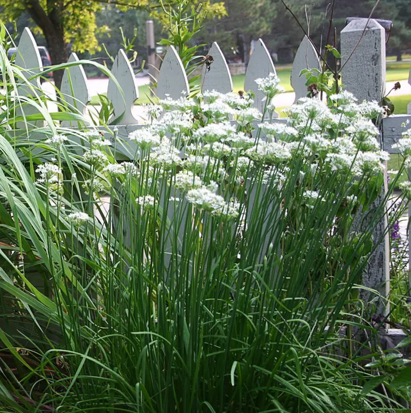 Garlic Chives (Allium tuberosum)