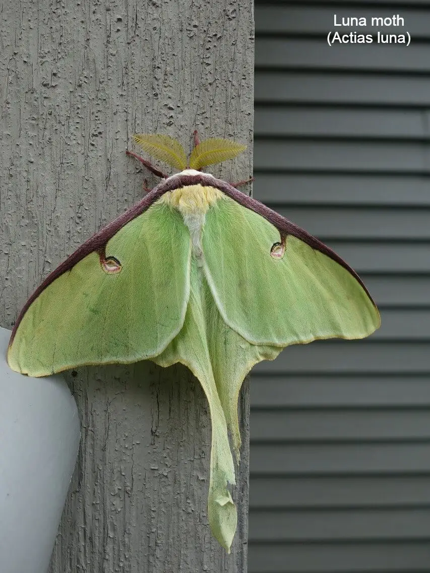 Luna moth (Actias luna)