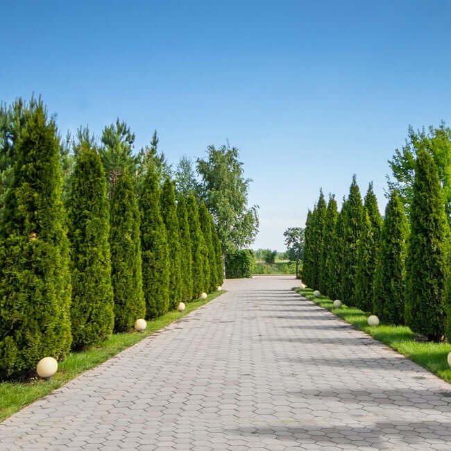 American Arborvitae (Thuja occidentalis)