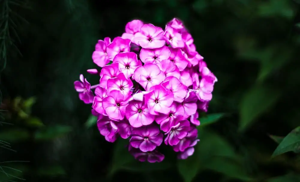 Night phlox