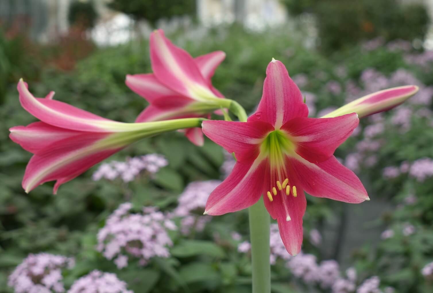 Types and Varieties of Amaryllis