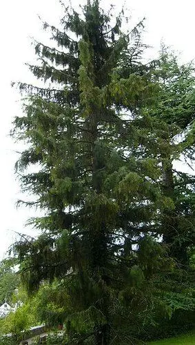 Brewer Spruce (Picea breweriana)