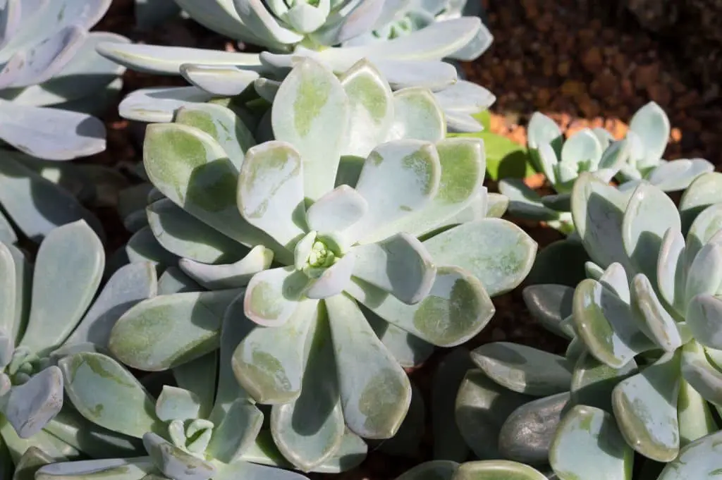 Echeveria secunda (glaucous echeveria).