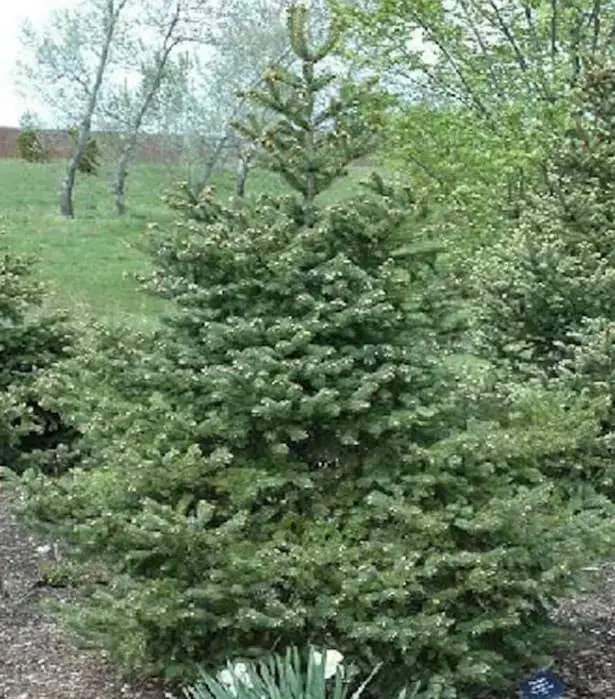 Wilson’s spruce (Picea wilsonii)