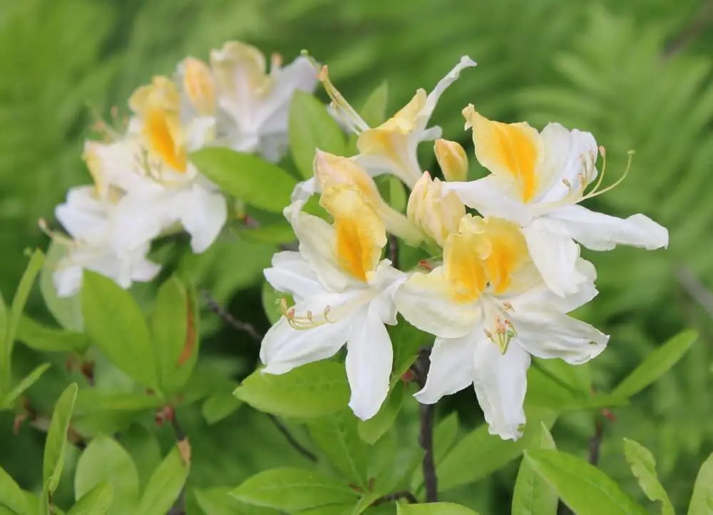 Northern Hi-Lights Azalea (Rhododendron ‘Northern Hi-Lights’)