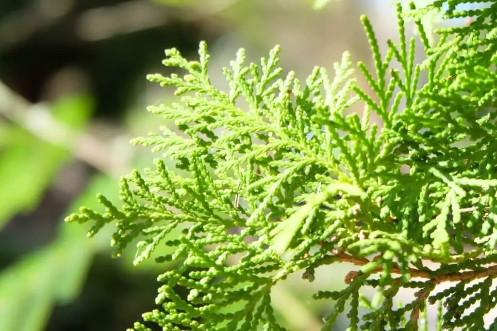 Oriental Arborvitae (Platycladus orientalis or Thuja orientalis)