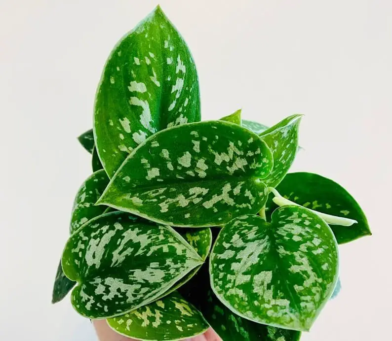 Silver Satin Pothos (Scindapsus pictus ‘Exotica’)