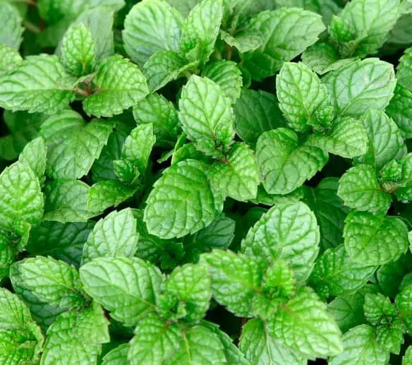 Margarita Mint (Mentha ‘Margarita’)