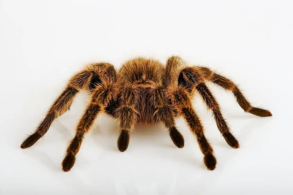 Tarantula