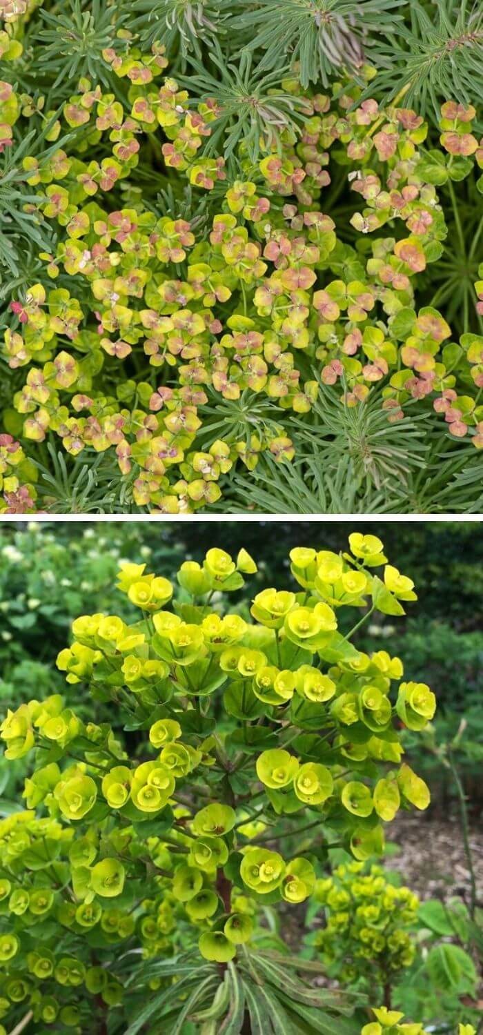 Euphorbia