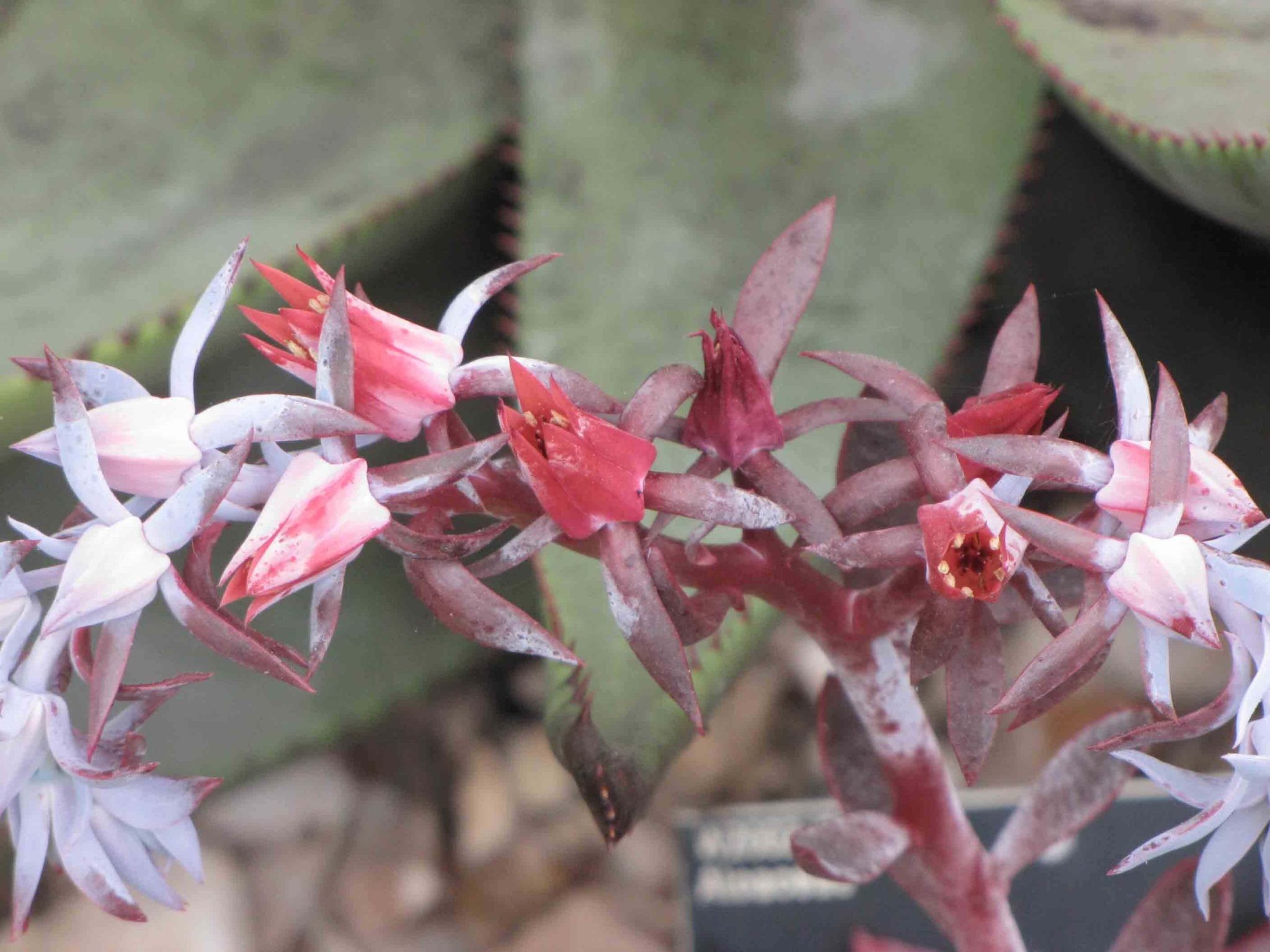 Echeveria ‘Afterglow’