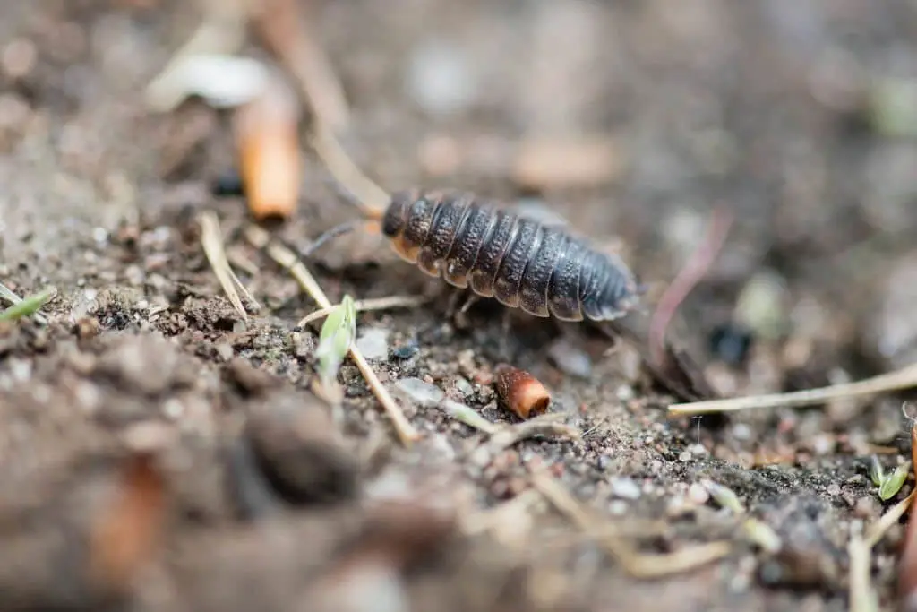 Woodlice