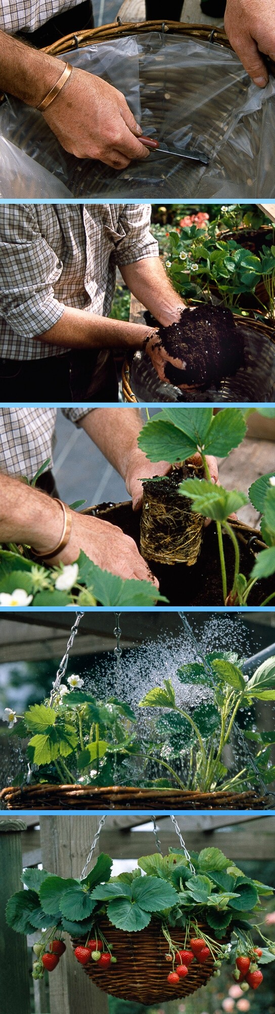 How to create and plant strawberry hanging basket