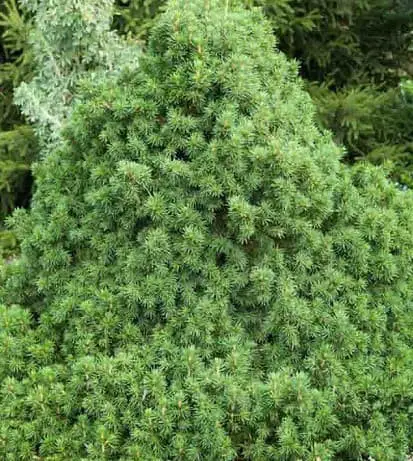 Dwarf Norway Spruce (Picea abies ‘Conica’)