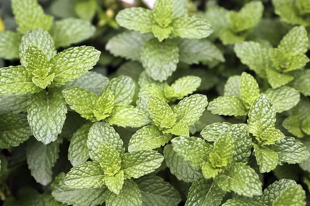 American Wild Mint (Mentha canadensis)