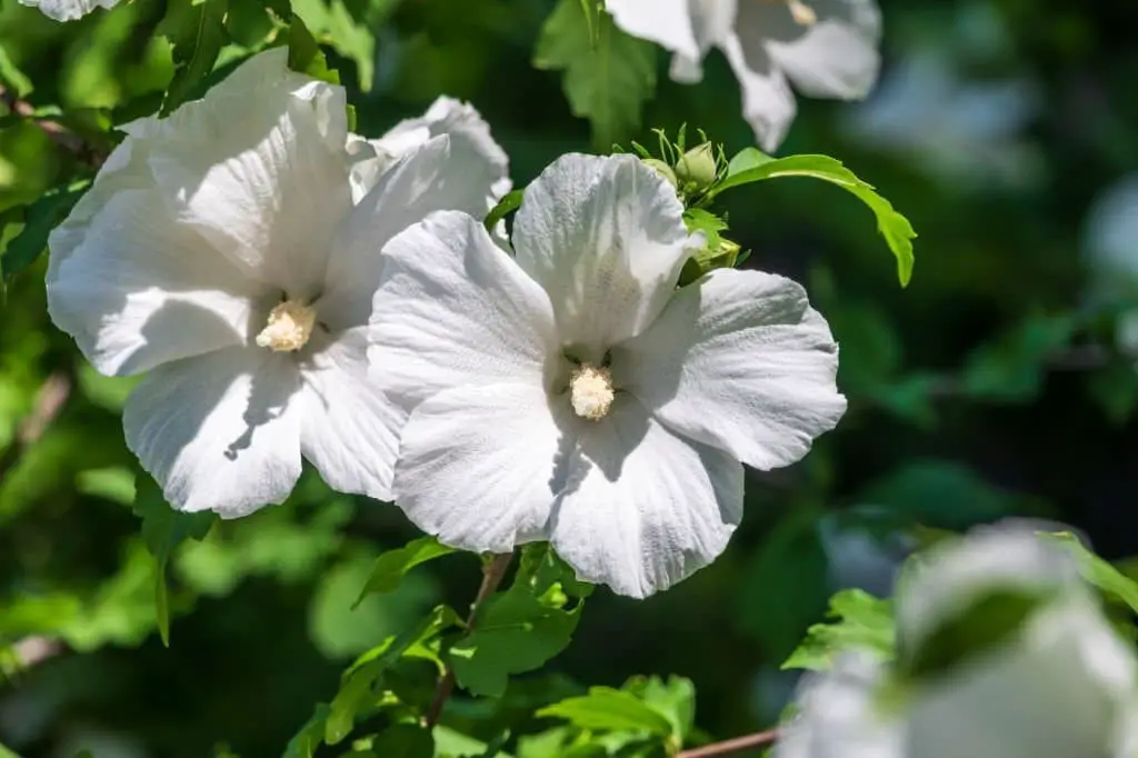 Hibiscus grandiflorus (Swamp rose-mallow)