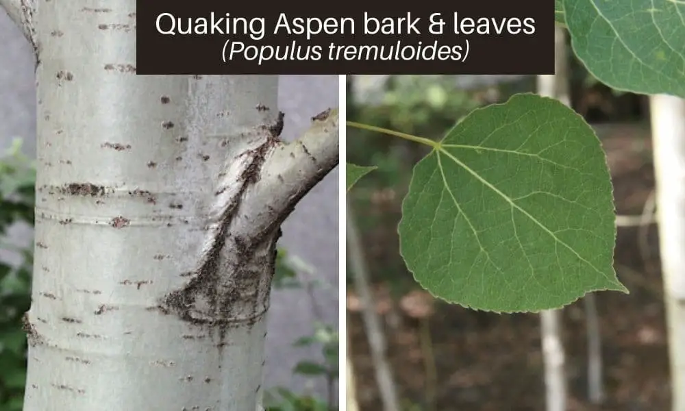 Quaking Aspen (Populus tremuloides)