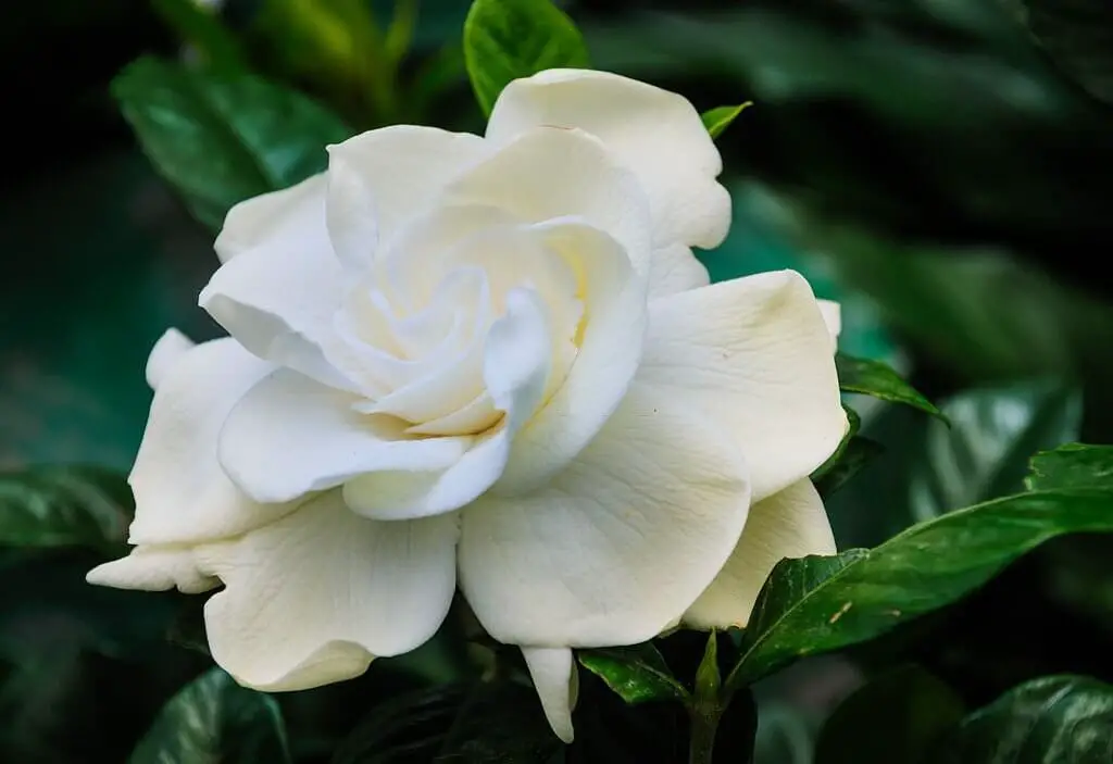 Gardenia candida