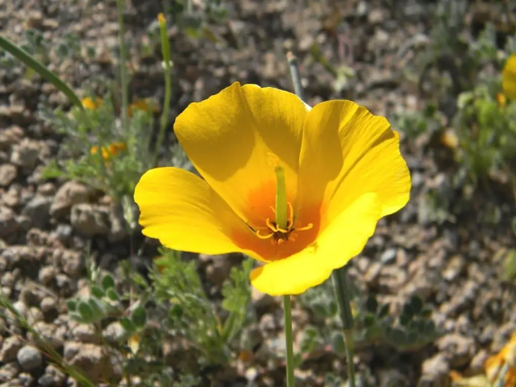 Mexican Poppy (Argemone Mexicana).