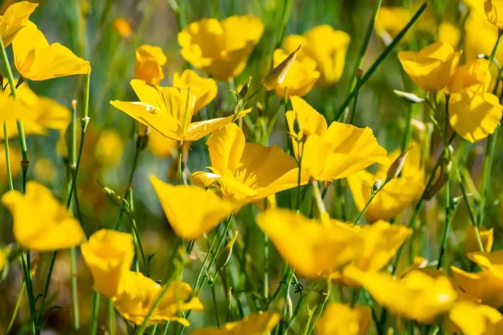 Pygmy Poppy (Eschscholzia minutiflora).