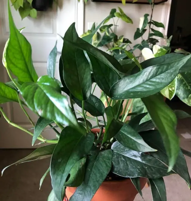 The 23 Best Types Of Pothos Plants (With Names And Pictures)