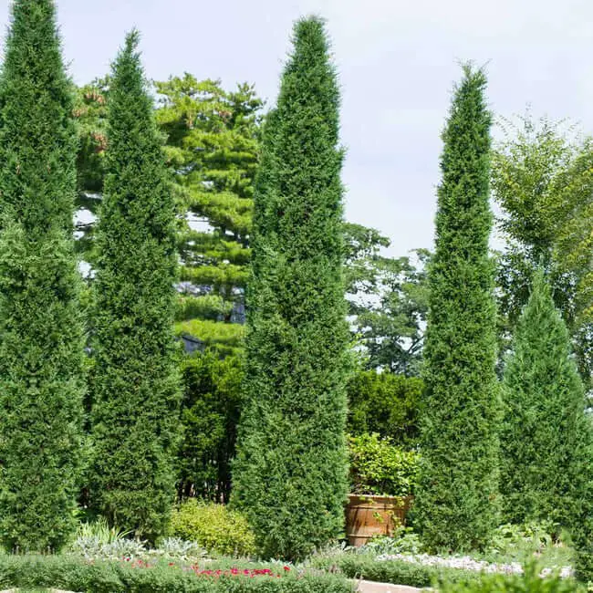 Taylor Juniper (Juniperus virginiana ‘Taylor’)