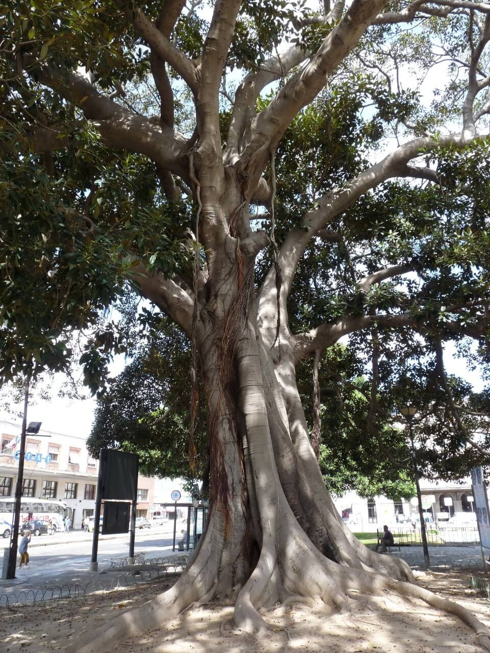 Ficus trees