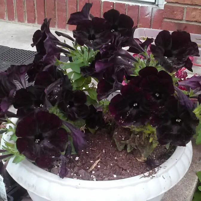 Petunia ‘Sweetunia Black Satin’.