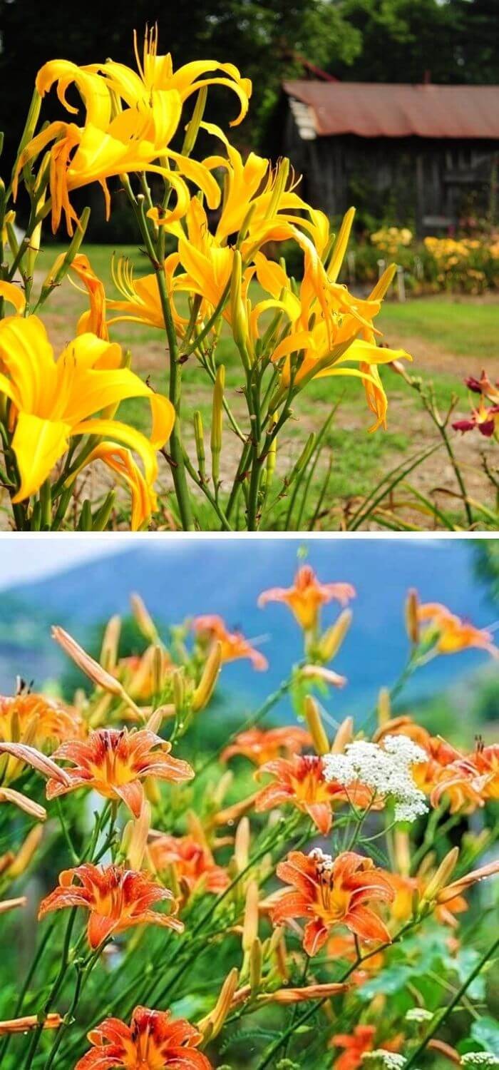 Daylily (Hemerocallis)