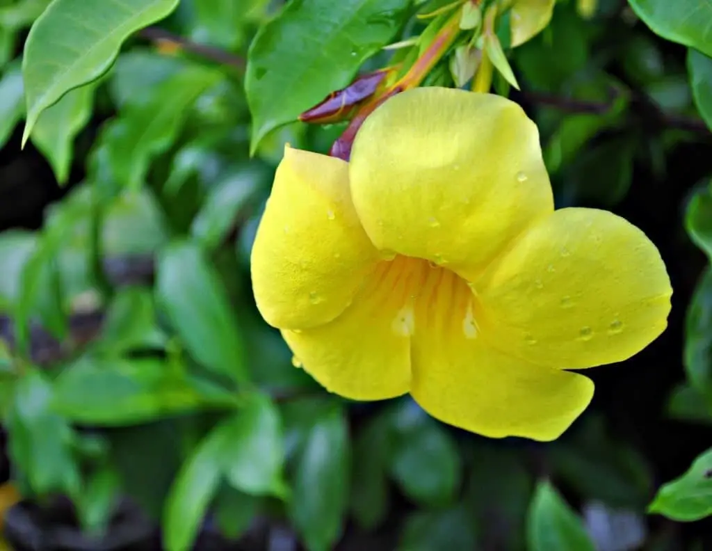 Mexican Honeysuckle.